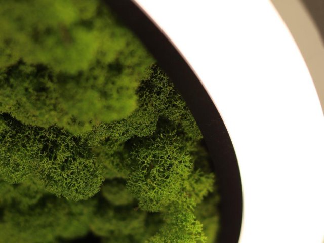 Modular lamp HOKASU Halo Moss (Ring with moss)