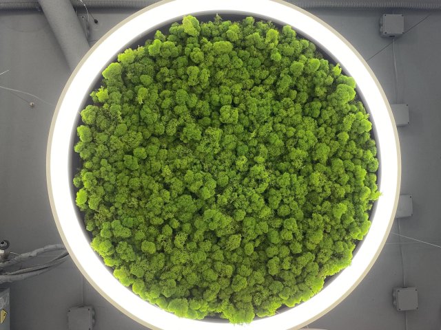 Modular lamp HOKASU Halo Moss (Ring with moss)